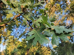 Quercus lobata
