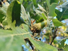 Quercus lobata