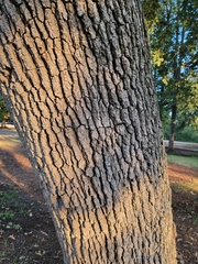 Quercus lobata