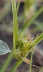 Carex bohemica