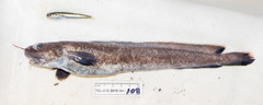 Enchelyopus cimbrius