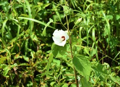 Hibiscus lasiocarpos
