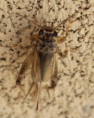 Eumodicogryllus bordigalensis