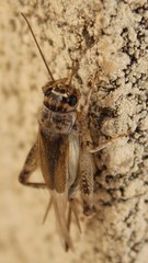 Eumodicogryllus bordigalensis