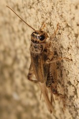 Eumodicogryllus bordigalensis