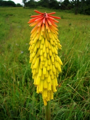 Kniphofia