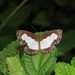 Mariposa Marcas de Metal Blanca Cara de Perro - Photo (c) Lepidoptera Colombiana 🇨🇴, algunos derechos reservados (CC BY-NC), subido por Lepidoptera Colombiana 🇨🇴