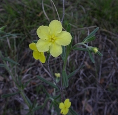 Lithospermum mirabile