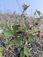 Cotoneaster alaunicus