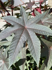Ricinus communis