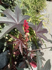 Ricinus communis
