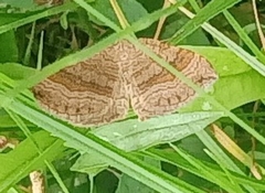 Scotopteryx chenopodiata