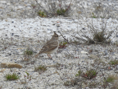 Galerida cristata