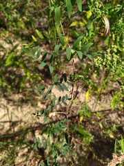 Vicia biennis
