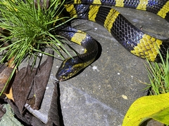 Bungarus fasciatus