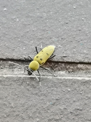 Chlorophorus glabromaculatus