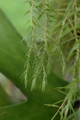 Phlegmariurus linifolius