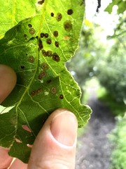 Neuroterus quercusbaccarum