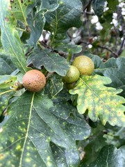 Neuroterus quercusbaccarum