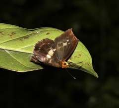 Gerosis phisara