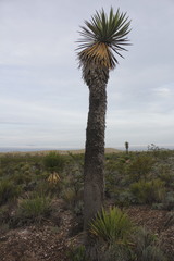 Yucca carnerosana