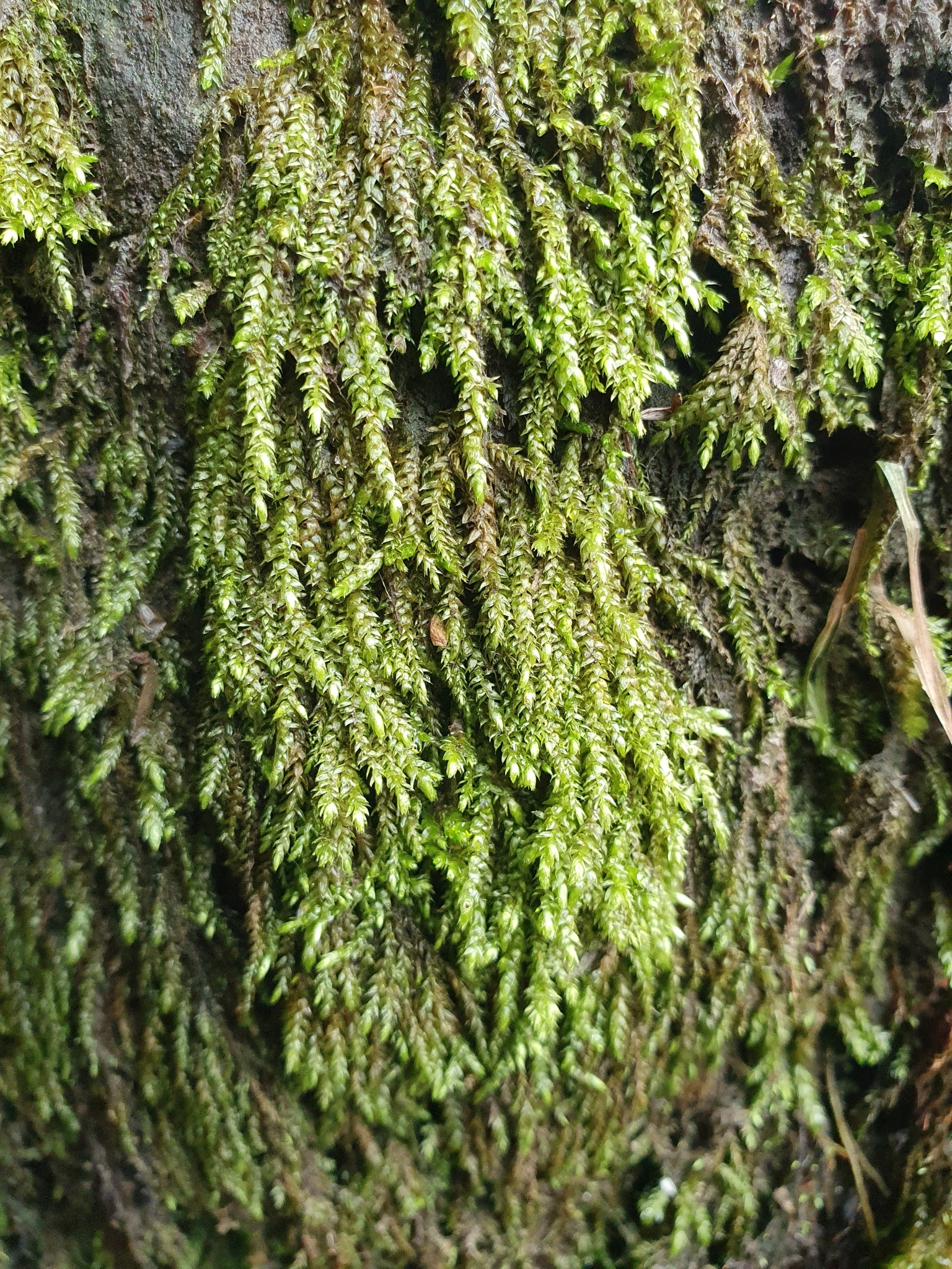 Rhynchostegium riparioides