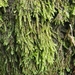 Platyhypnidium Moss - Photo (c) Jonathan Hughes, some rights reserved (CC BY-NC), uploaded by Jonathan Hughes