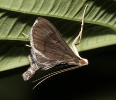 Almonia