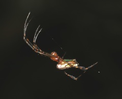 Leucauge wulingensis