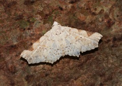 Prolophota trigonifera