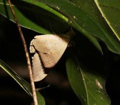 Oxyodes scrobiculata