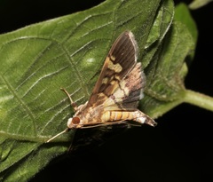Uresiphita quinquigera