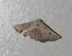Eublemma rufiplaga