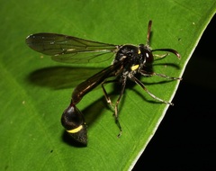 Eustenogaster nigra