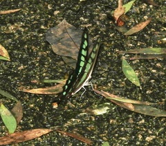 Graphium cloanthus
