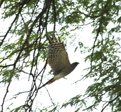 Accipiter ovampensis
