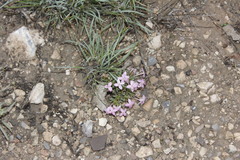 Houstonia rubra