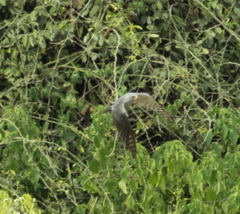 Accipiter ovampensis