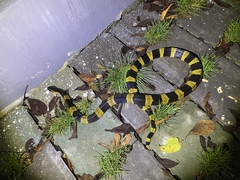 Bungarus fasciatus