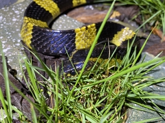 Bungarus fasciatus