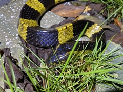 Bungarus fasciatus