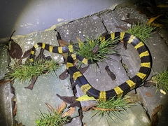 Bungarus fasciatus