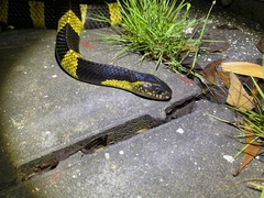 Bungarus fasciatus