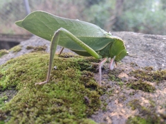 Steirodon dentatum