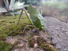 Steirodon dentatum