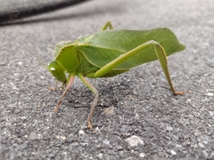 Steirodon dentatum
