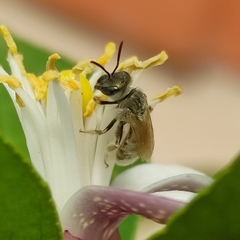 Halictus vestitus