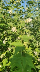 Ripariosida hermaphrodita