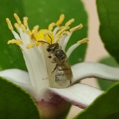 Halictus vestitus