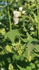 Ripariosida hermaphrodita